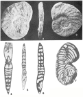 Biplanata peneropliformis Hamaoui & Saint-Marc, 1970