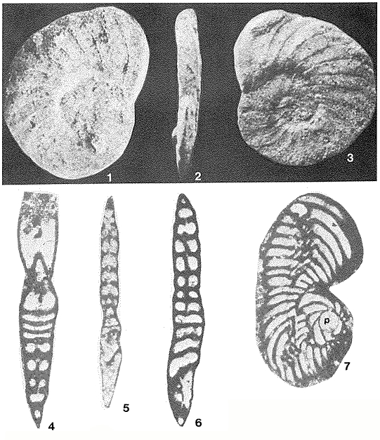 Biplanata peneropliformis Hamaoui & Saint-Marc, 1970 Biplanata peneropliformis Hamaoui & Saint-Marc, 1970