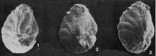 Nezzazatinella adhami Darmoian, 1976 Nezzazatinella adhami Darmoian, 1976