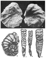 Merlingina cretacea Hamaoui, 1965