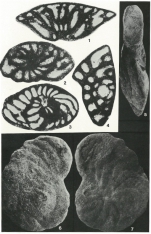 Trochospira avnimelechi Hamaoui, 1965