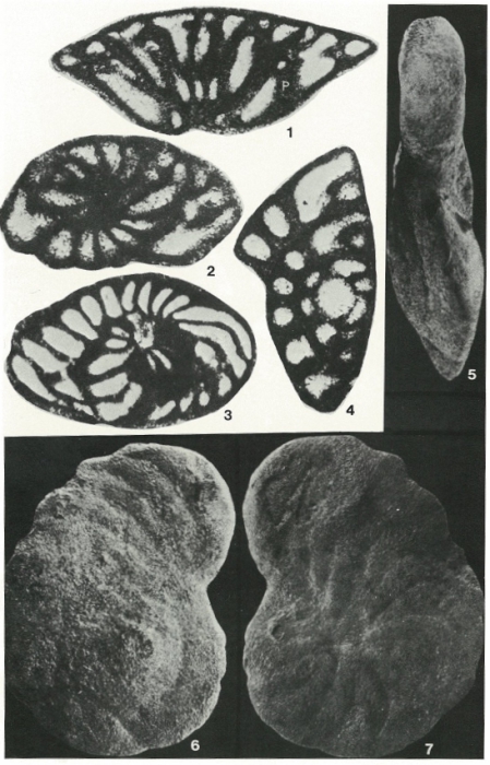 Trochospira avnimelechi Hamaoui, 1965 Trochospira avnimelechi Hamaoui, 1965