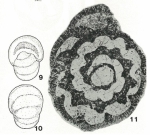 Melathrokerion valserinense Brönnimann & Conrad, 1967