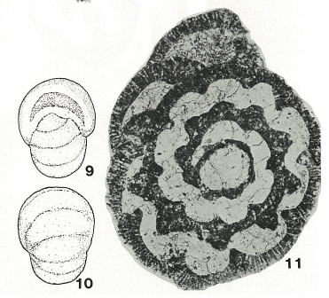 Melathrokerion valserinense Brönnimann & Conrad, 1967