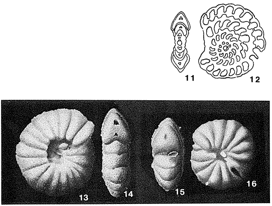 Peneroplis senoniensis Hofker, 1949