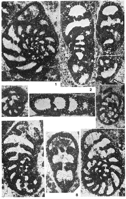 Lituolipora polymorpha Gušić & Velić, 1978