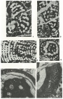Biokovina gradacensis Gušić, 1977