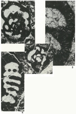 Bosniella oenensis Gušić, 1977