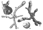 Coscinophragma cribrosum (Reuss, 1846)