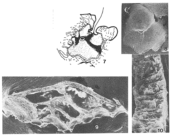 Ammotrochoides bignoti Janin, 1984 Ammotrochoides bignoti Janin, 1984
