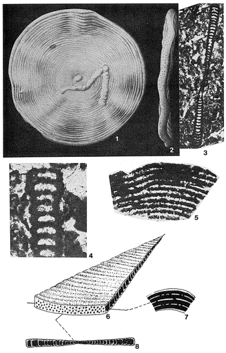 Cyclolina cretacea d'Orbigny, 1846