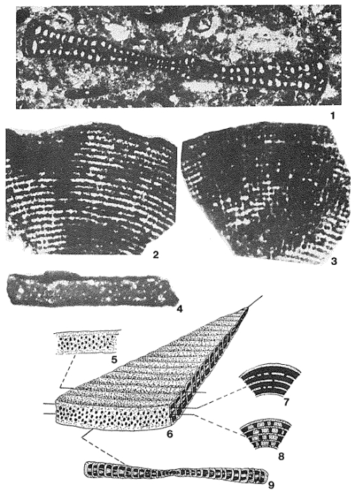 Cyclopsinella steinmanni (Munier-Chalmas, 1887) sensu Neumann (1964); figs. 2-4 = C. Neumannae see Cherchi (1980)