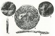Ammocycloloculina erratica (Joukowsky & Favre, 1913)