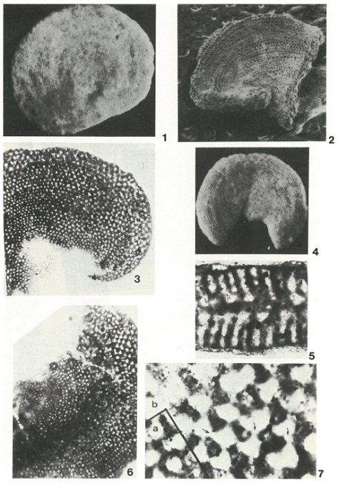 Eclusia moutyi Septfontaine, 1971