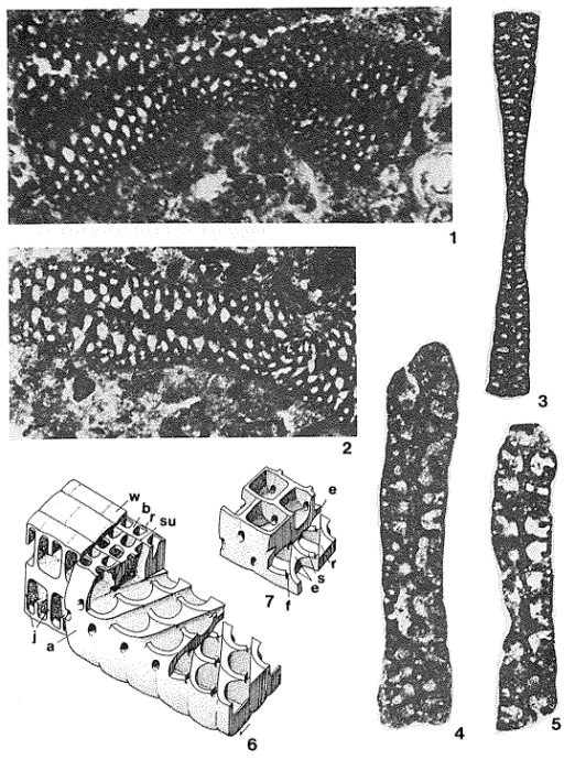 Ilerdorbis decussatus Hottinger & Claus, 1982 Ilerdorbis decussatus Hottinger & Claus, 1982