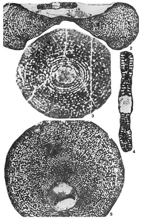 Cyclorbitopsella tibetica Cherchi, Schroeder & Zhang, 1984 Cyclorbitopsella tibetica Cherchi, Schroeder & Zhang, 1984