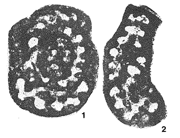 Labyrinthina mirabilis Weynschenk, 1951 Labyrinthina mirabilis Weynschenk, 1951