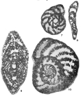 Alveosepta jaccardi (Schrodt, 1894)