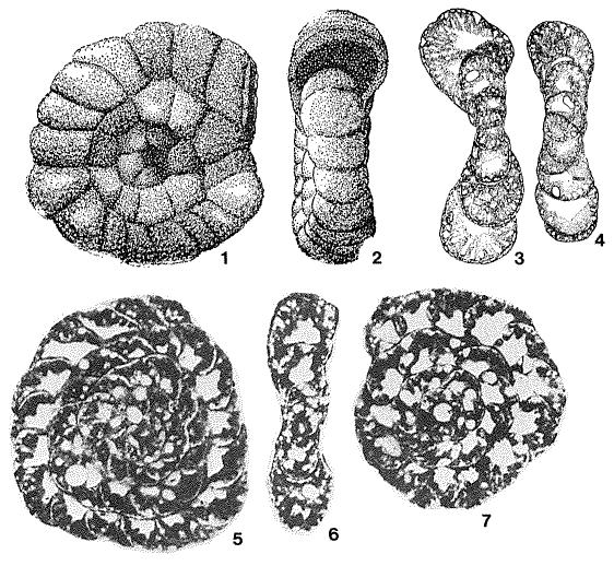 Mesoendothyra complanata Hottinger, 1967 Mesoendothyra complanata Hottinger, 1967
