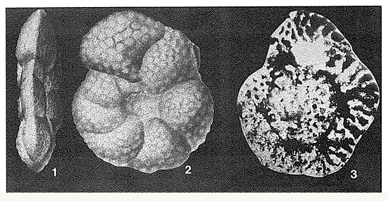 Alveolophragmium venezuelanum Maync, 1952