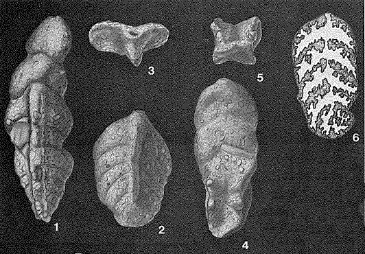 Flabellamminopsis variabilis Małecki, 1954