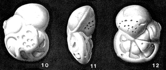 Rosalina asterites Gümbel, 1870