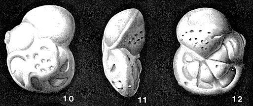 Rosalina asterites Gümbel, 1870