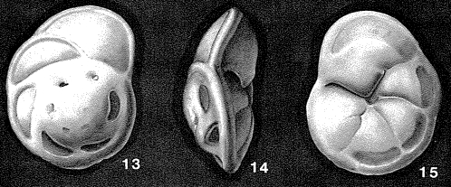 Lamarckina torrei Cushman & Bermúdez, 1937