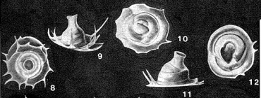 Ungulatelloides imperialis Seiglie, 1964