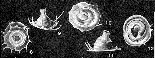 Ungulatelloides imperialis Seiglie, 1964 Ungulatelloides imperialis Seiglie, 1964