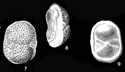 Pegidia dubia (d'Orbigny in Fornasini, 1908)