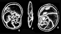 Neodiscorbinella circinata McCulloch, 1977