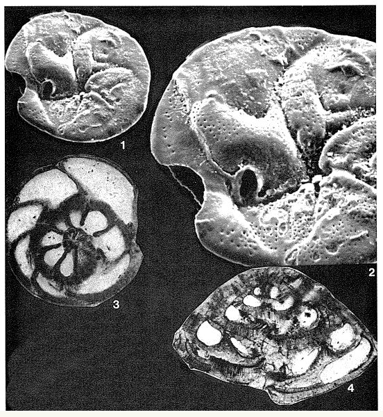 Neoeponides schreibersii (d'Orbigny, 1846)