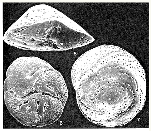 Rotorbis auberii (d'Orbigny, 1839)