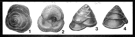 Pseudopatellinoides primus Krasheninnikov, 1958