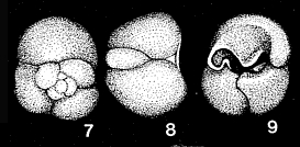 Semirosalina inflata Hornibrook, 1961