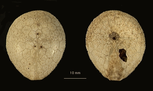 Plexechinus planus Plexechinus planus