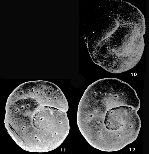 Spirorbina simplex Sellier de Civrieux, 1977