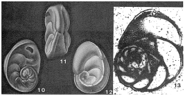 Discorbis palmerae Bermúdez, 1935