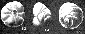 Claudostriatella mexicana Seiglie & Bermúdez, 1965