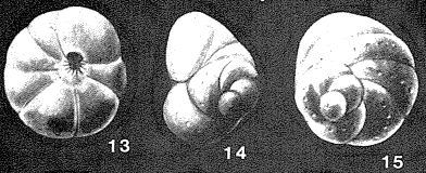 Claudostriatella mexicana Seiglie & Bermúdez, 1965