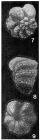 Corrugatella donosoi Seiglie & Bermúdez, 1965