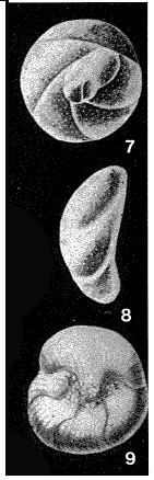 Glabratellina arcuata Seiglie & Bermúdez, 1965