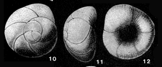 Glabratellina arcuata Seiglie & Bermúdez, 1965