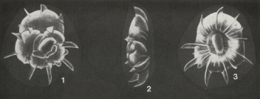 Heronallenita striatospinata Seiglie & Bermúdez, 1965