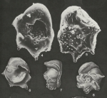 Pijpersia coronaeformis (Pijpers, 1933)