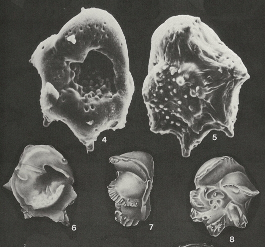 Pijpersia coronaeformis (Pijpers, 1933) Pijpersia coronaeformis (Pijpers, 1933)