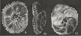 Truncoheronallenia rarescens McCulloch, 1977
