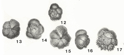 Rotalia murrayi Heron-Allen & Earland, 1915