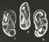 Fredsmithia sanclementensis McCulloch, 1977
